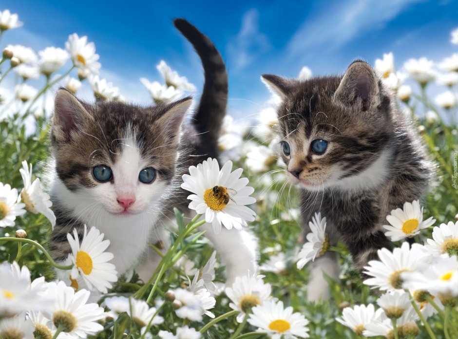 Котенок в ромашках