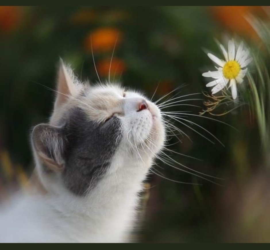 Котенок в траве