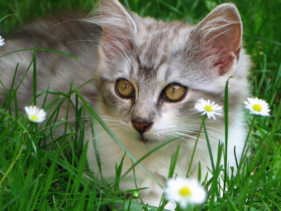 Коты на природе