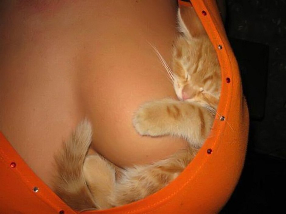 Котенок в лифчике