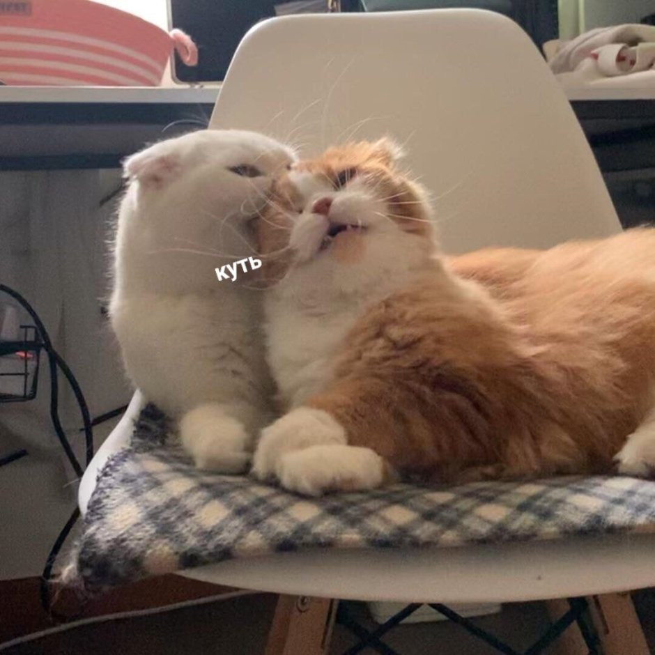 Котик с пузиком
