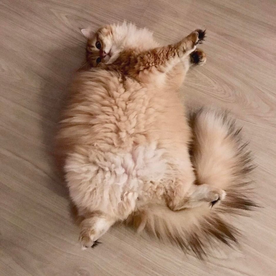 Кот лежит кверху пузом