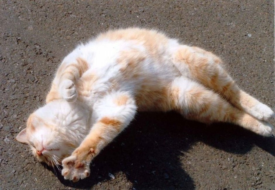 Кот лежит кверху пузом