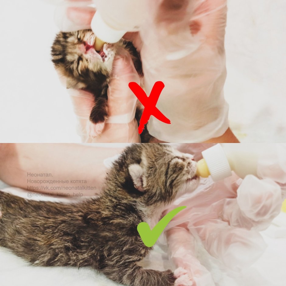 Массаж животика котенку