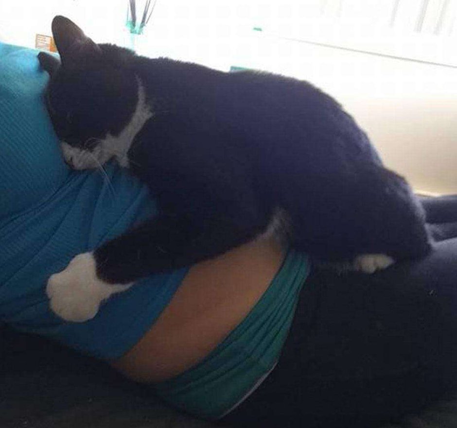 Котик спит на животе