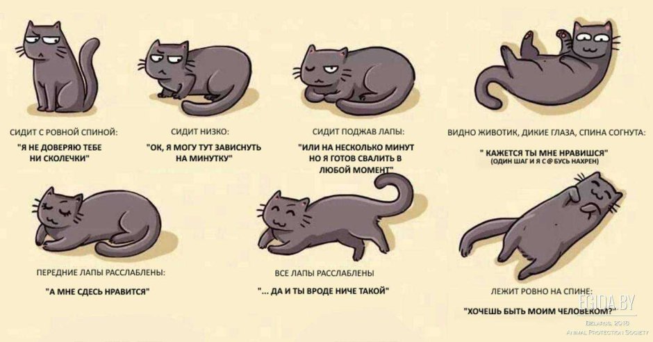 Положение хвоста у кошки