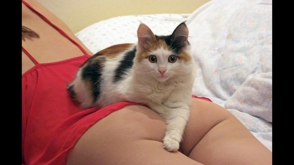 Котик на попе