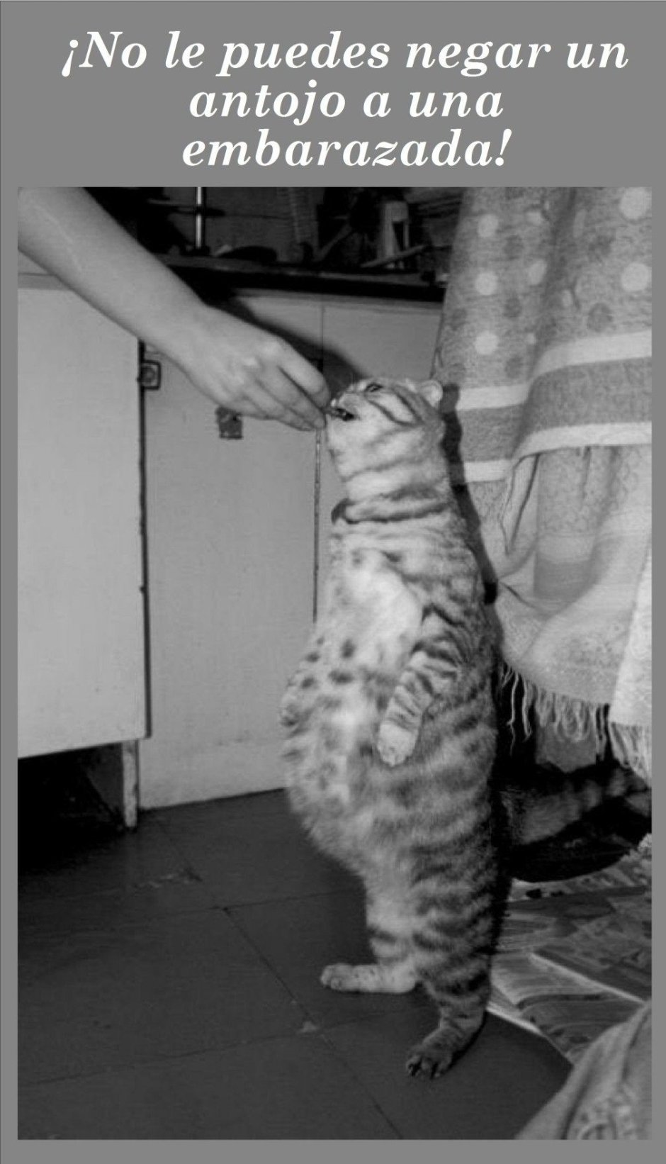 Смешные беременные кошки