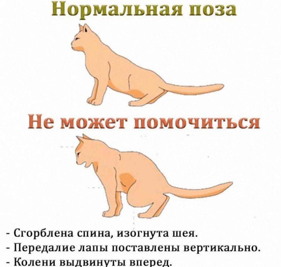 Признаки мкб у котов