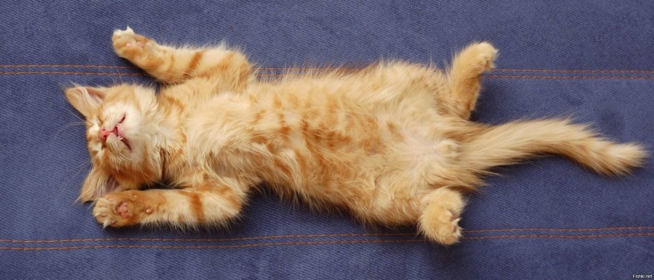 Кошачий животик