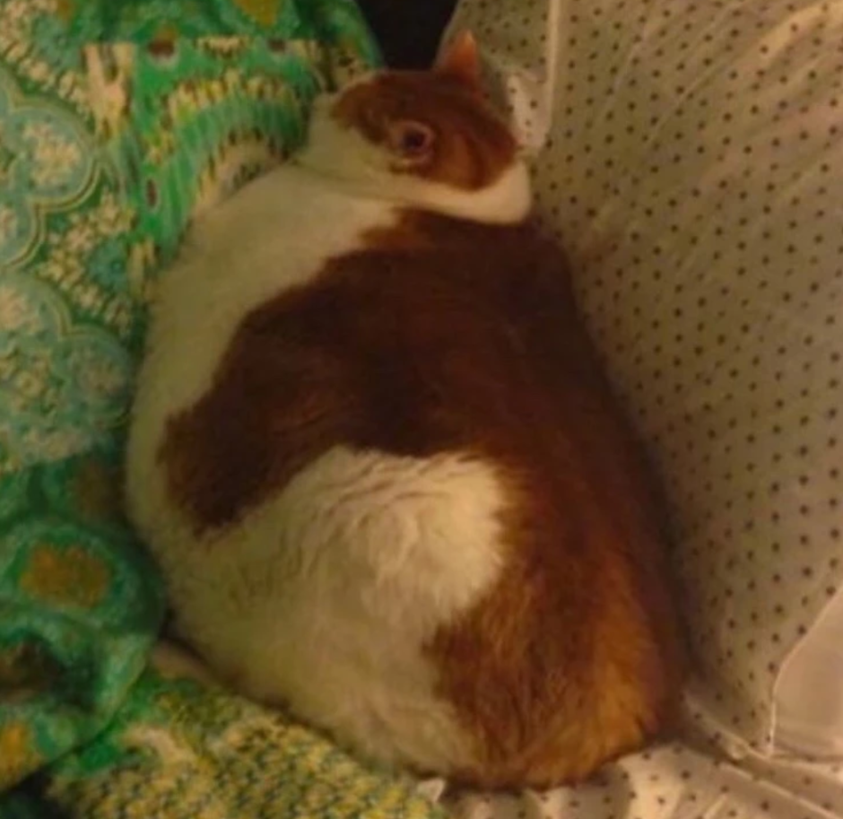 Кошачий животик