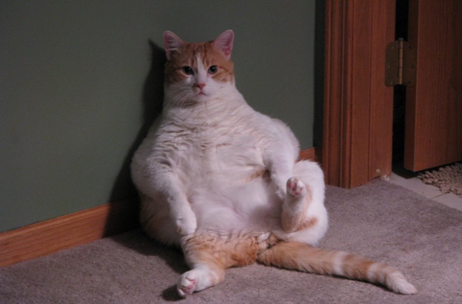 Коты с пузом
