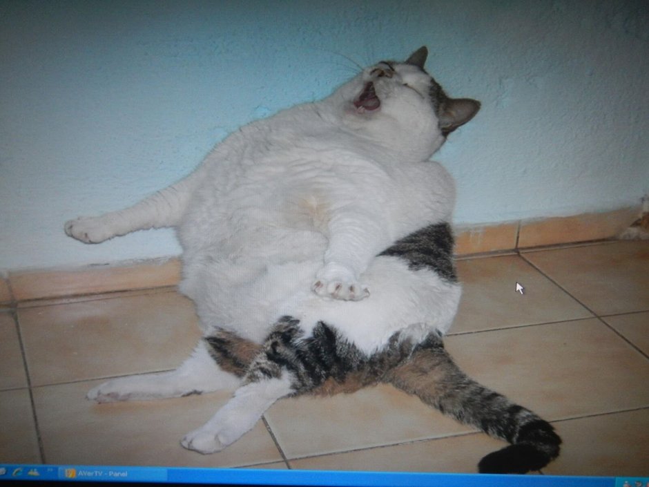 Толстая кошка