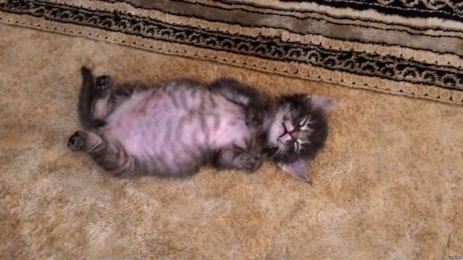 Живот кота