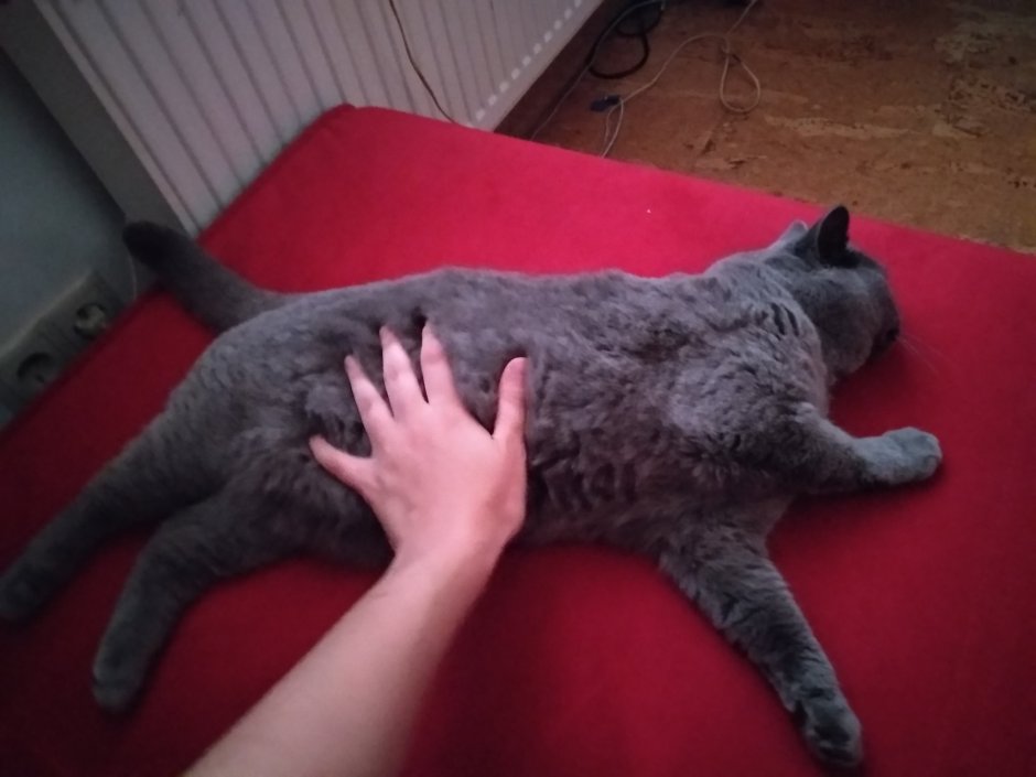 Пузо кота