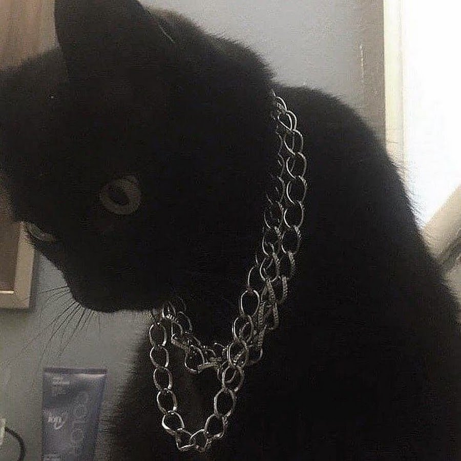 Кудрявый черный кот