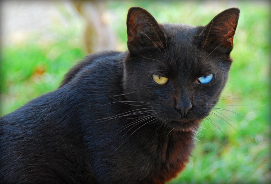 Котята черно серого оттенка
