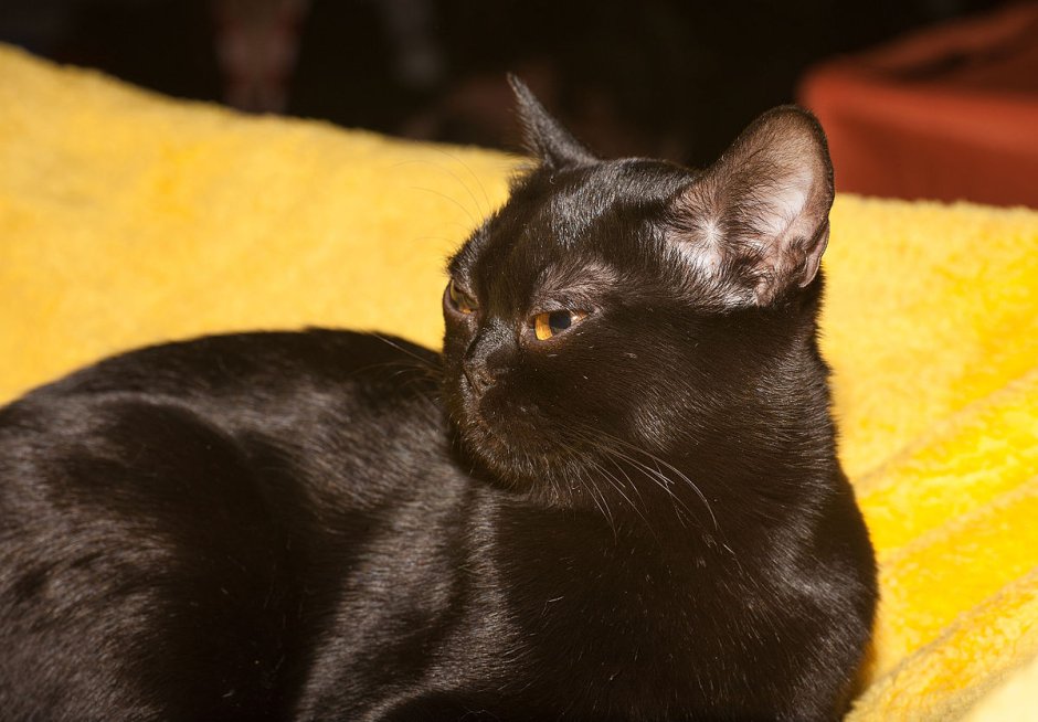 Метис кошка черная