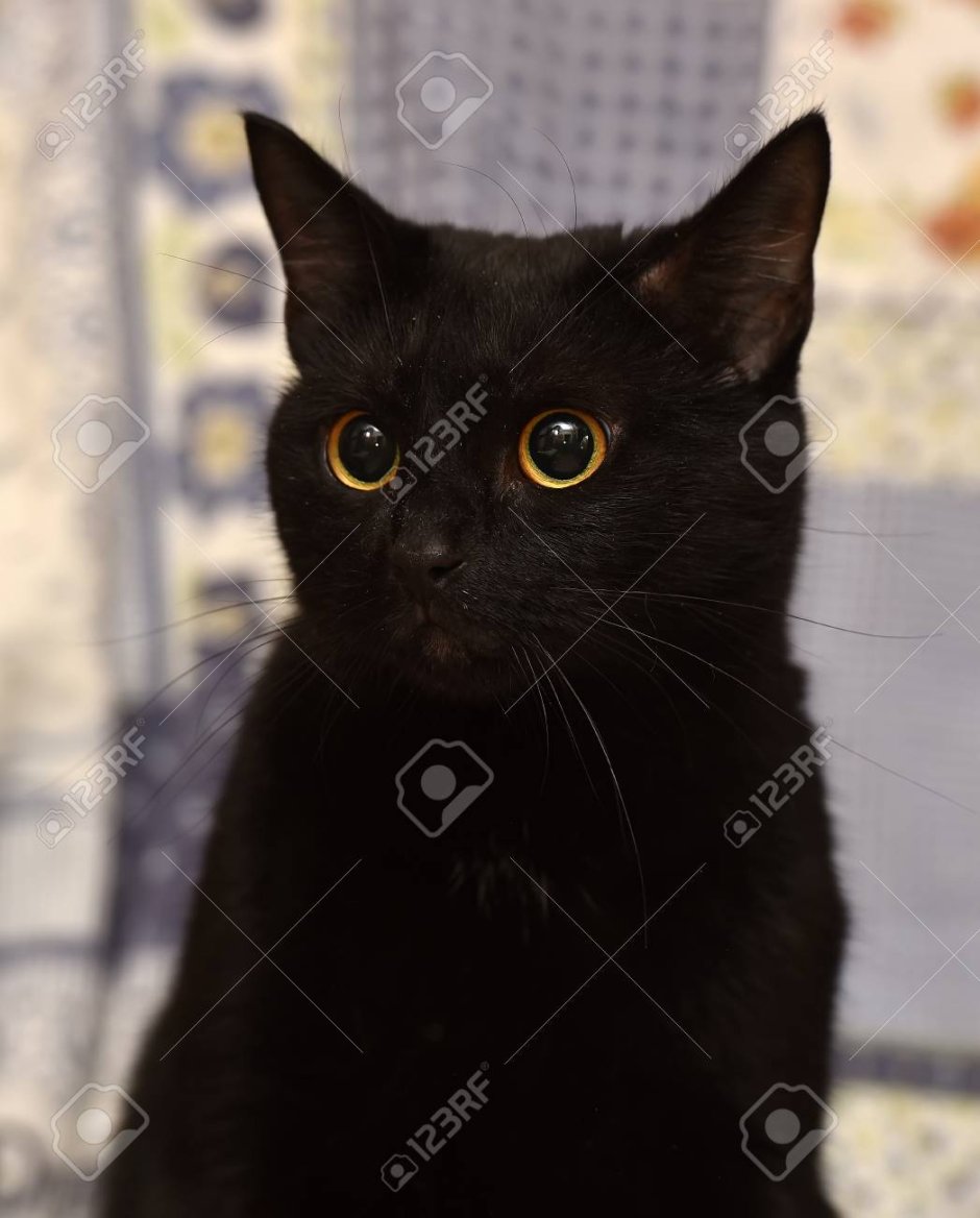 Бомбейская кошка помесь