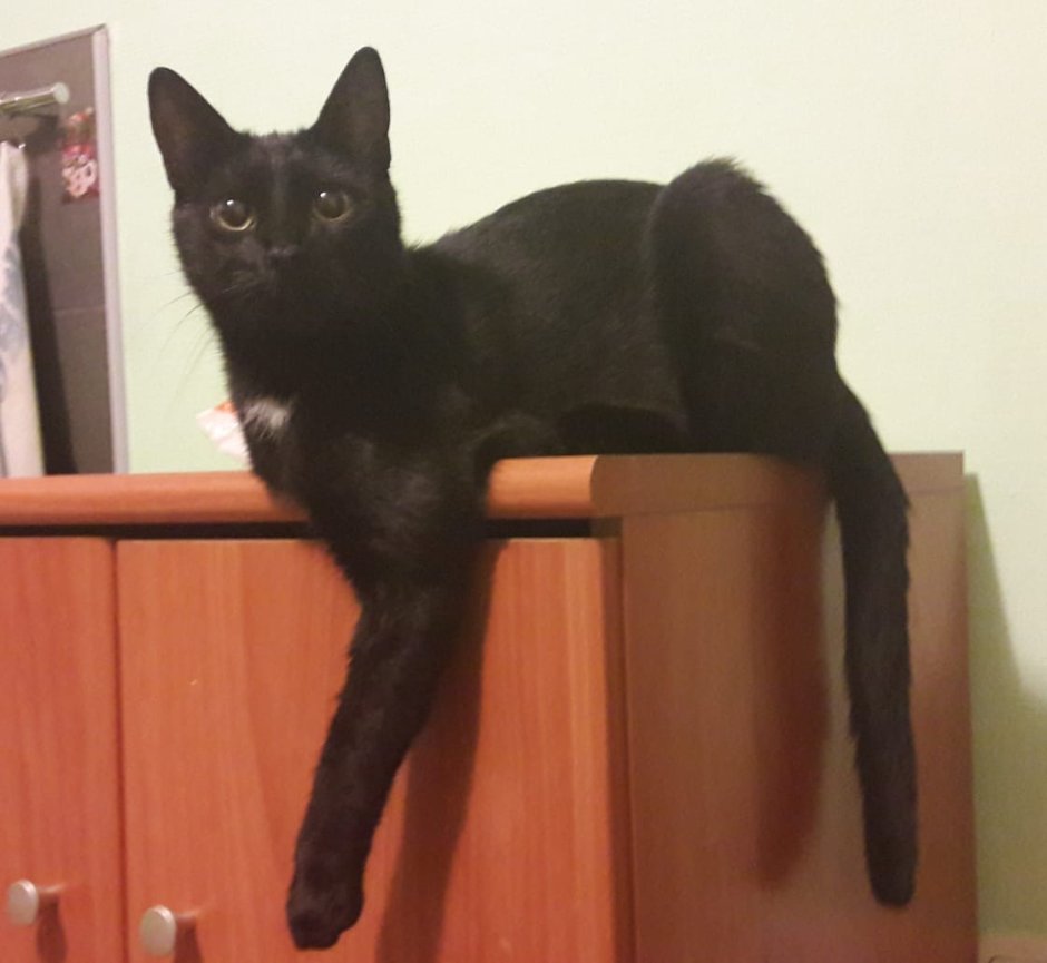 Бомбейская кошка новорожденный