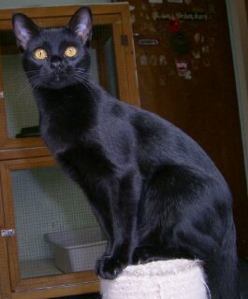 Бомбейская кошка
