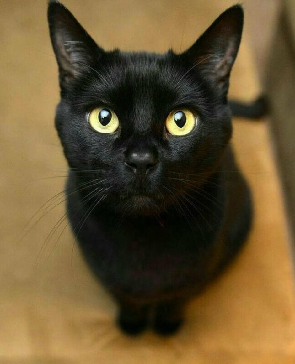 Бомбейская кошка котенок