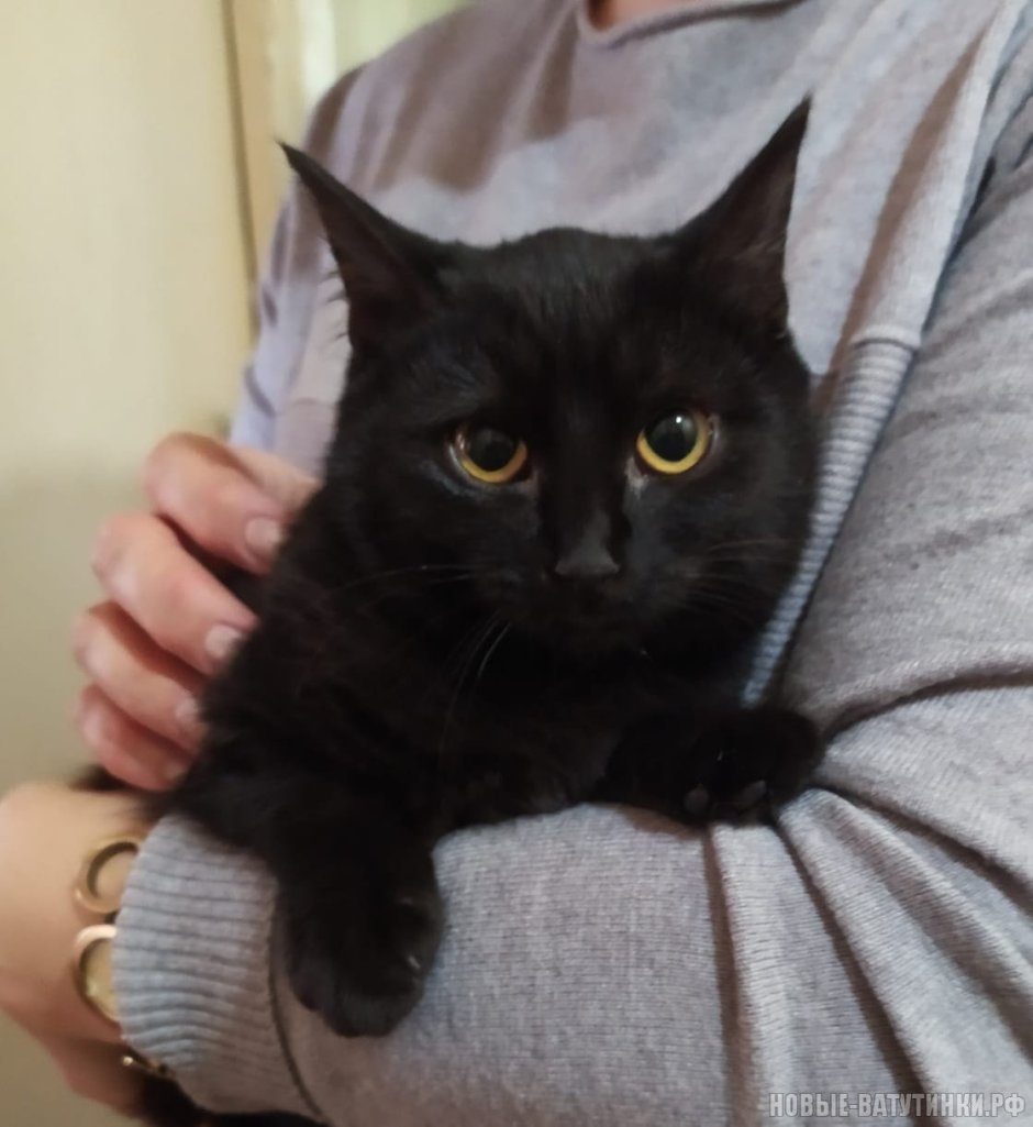 Бомбейский кот помесь