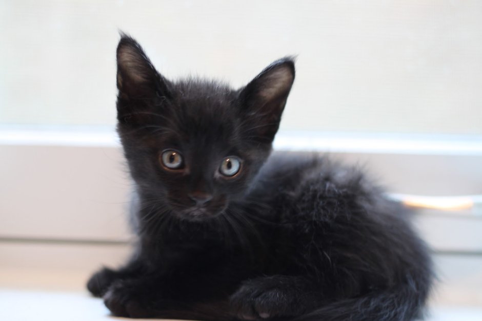Метис кошка черная