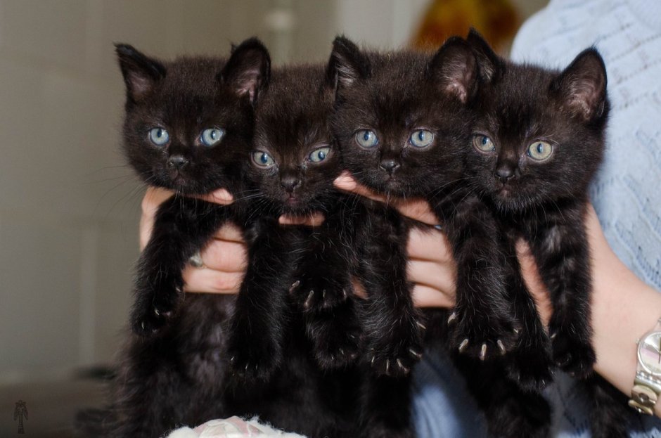 Бомбейская черная кошка