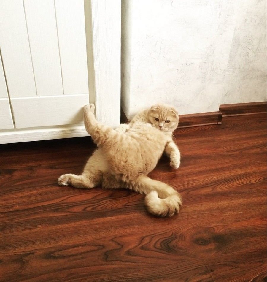 Грация кошки