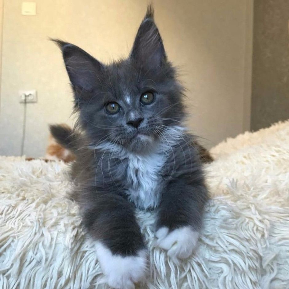 Кот метис Мейн куна