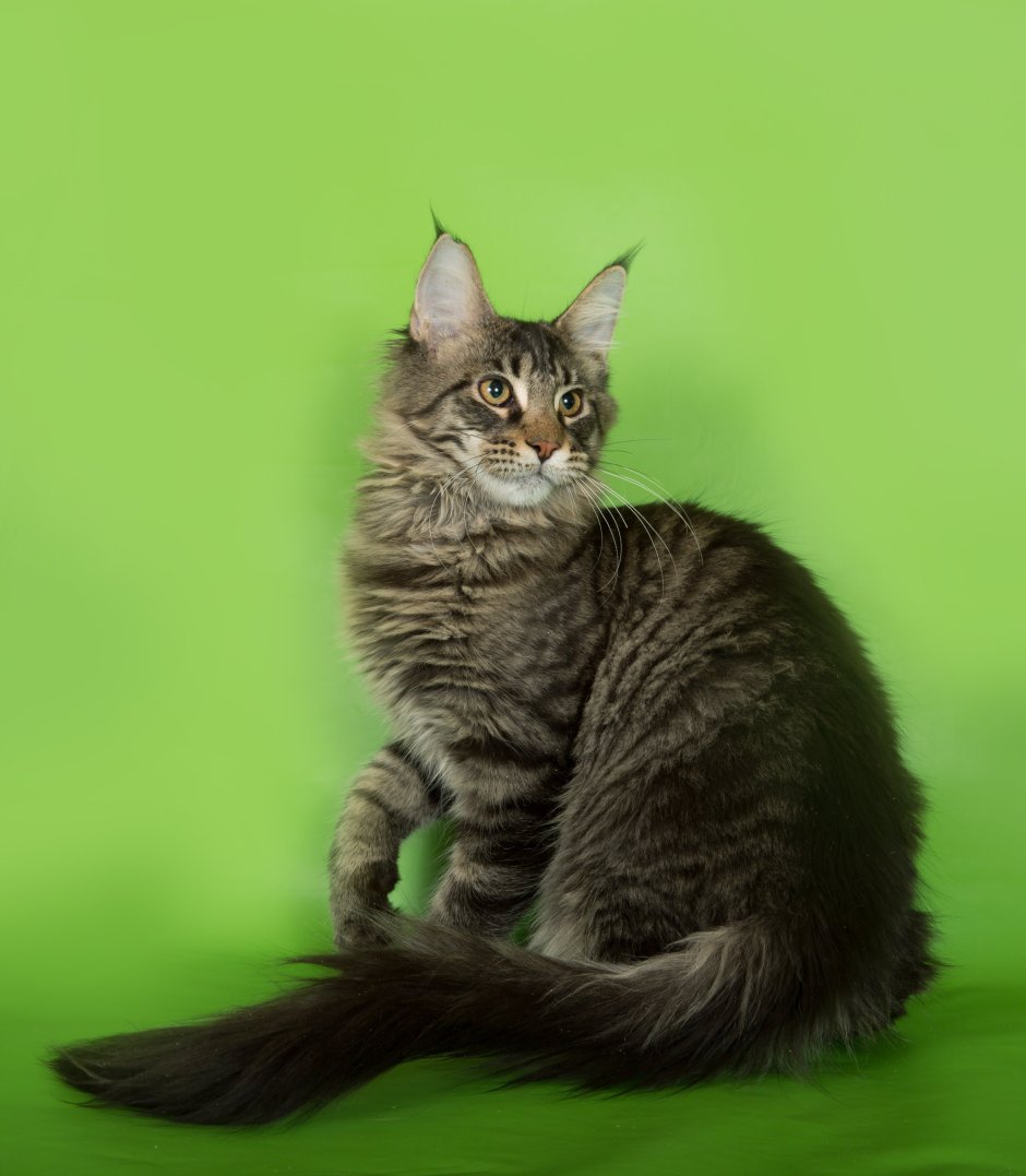 Кот метис Мейн куна