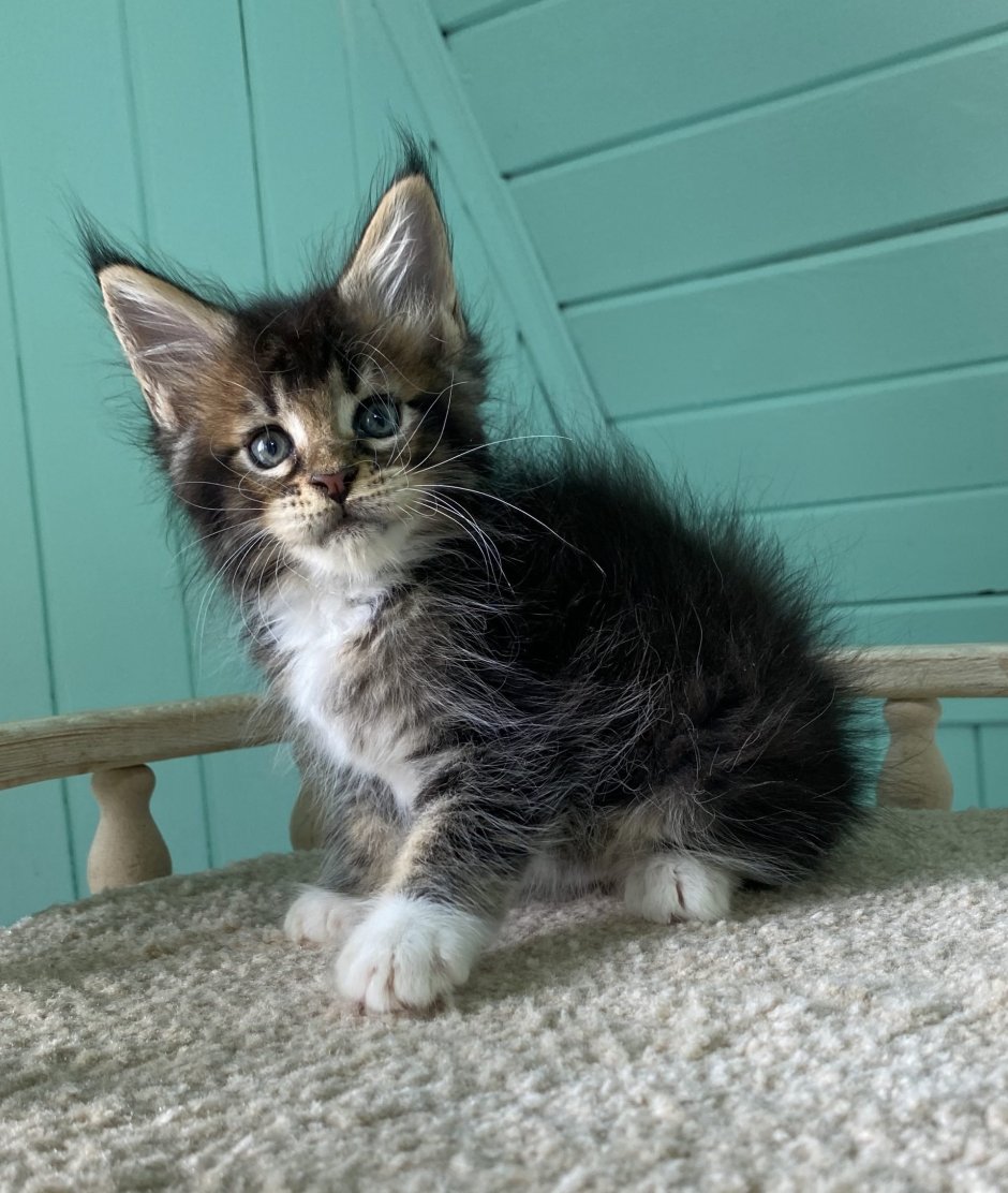 Котята Мейн кун метисы