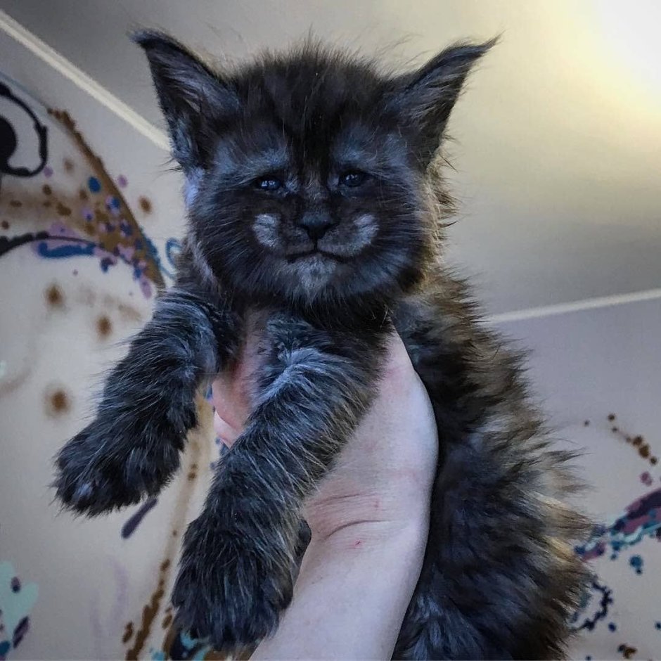 Кот метис мейн куна