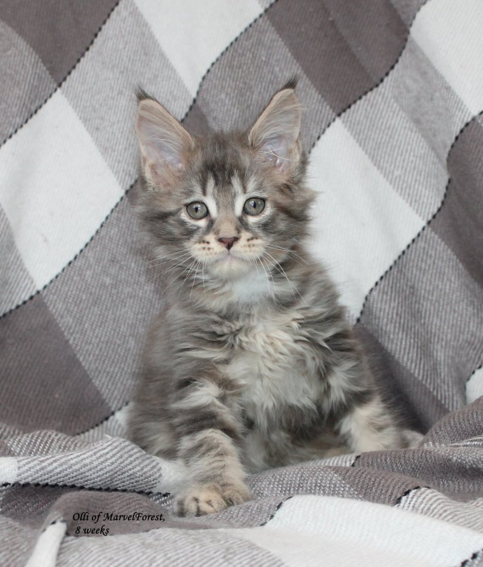 Котёнок Мейн кун 2месяца голубой