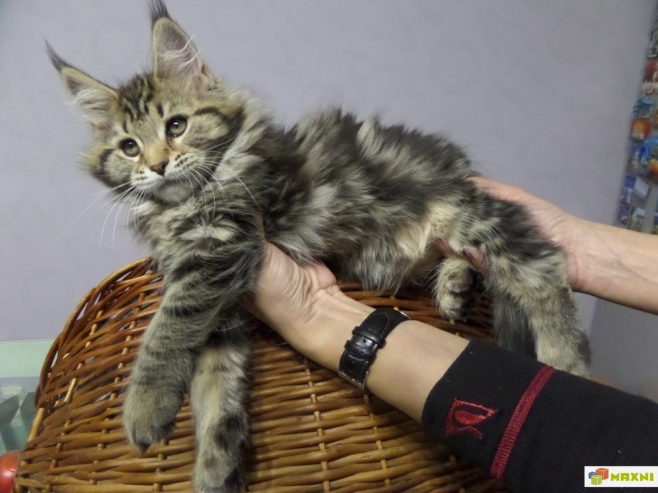 Метис Мейн куна и сибирской кошки