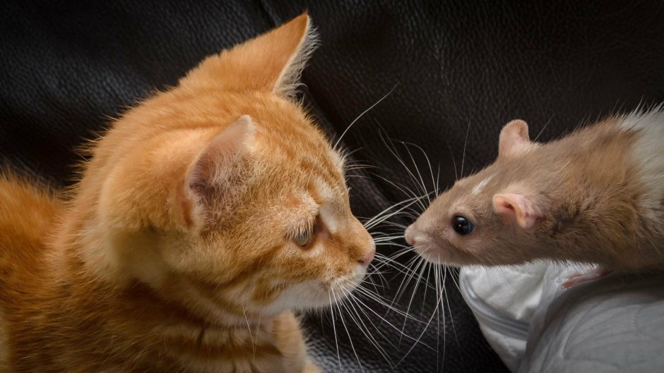 Котенок с мышкой