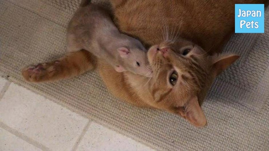 Кот обнимает мышь