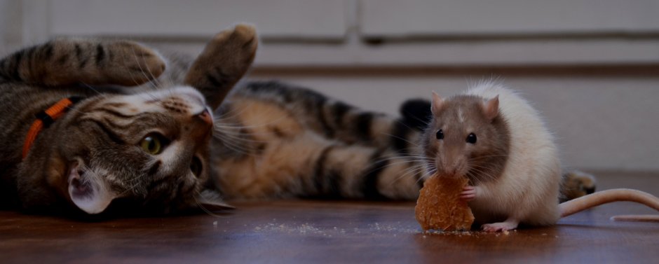 Смешной кот