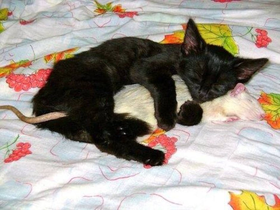 Кот обнимает мышь