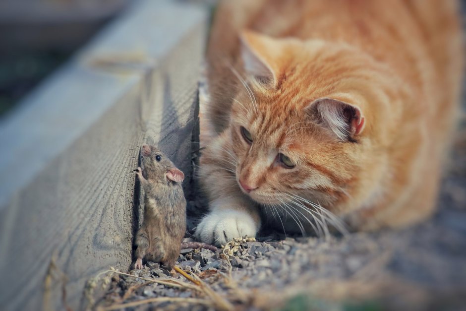 Cat and Mouse