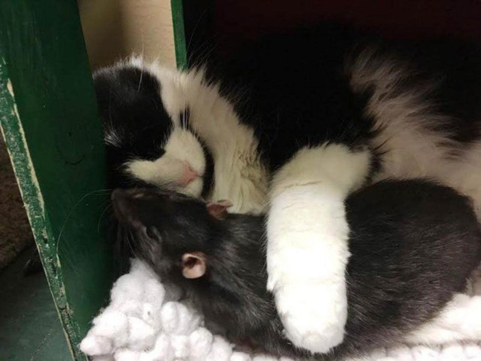Котенок и крыса