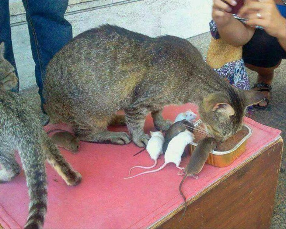 Дружба кошки и мышки