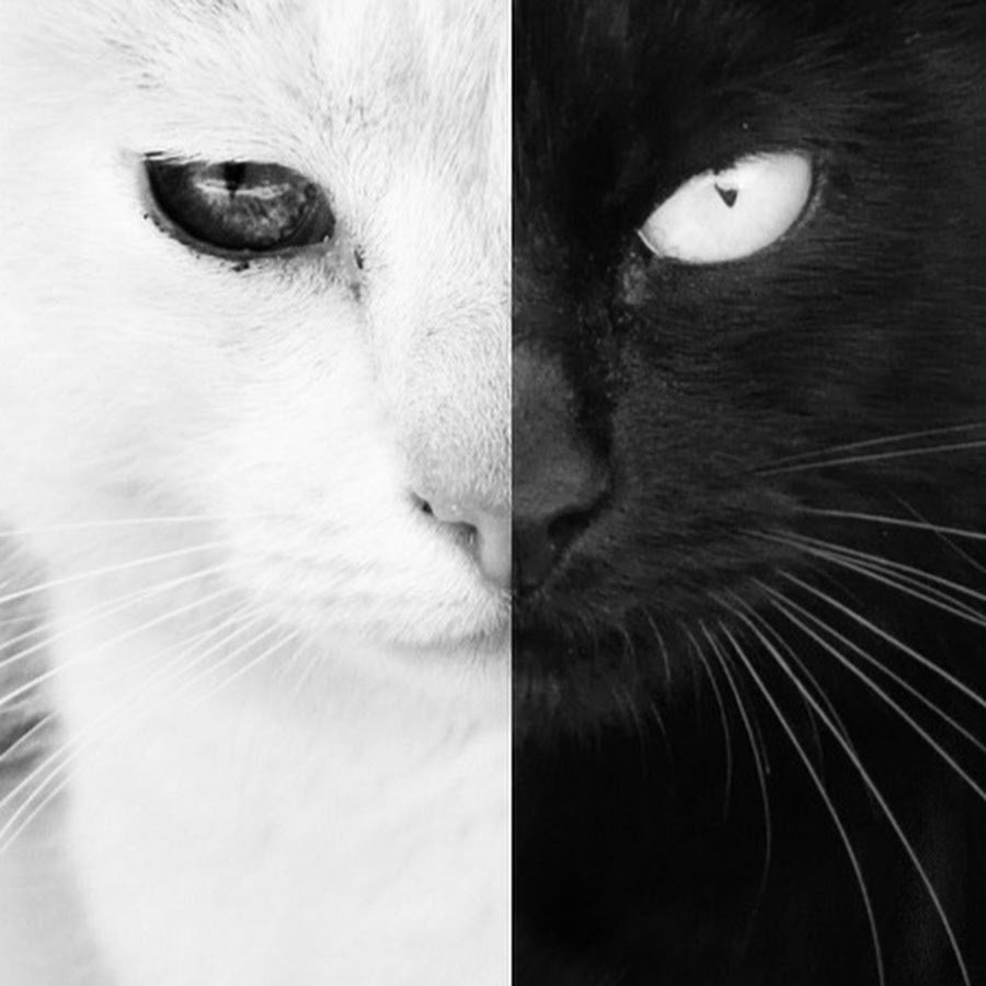 Два черных кота