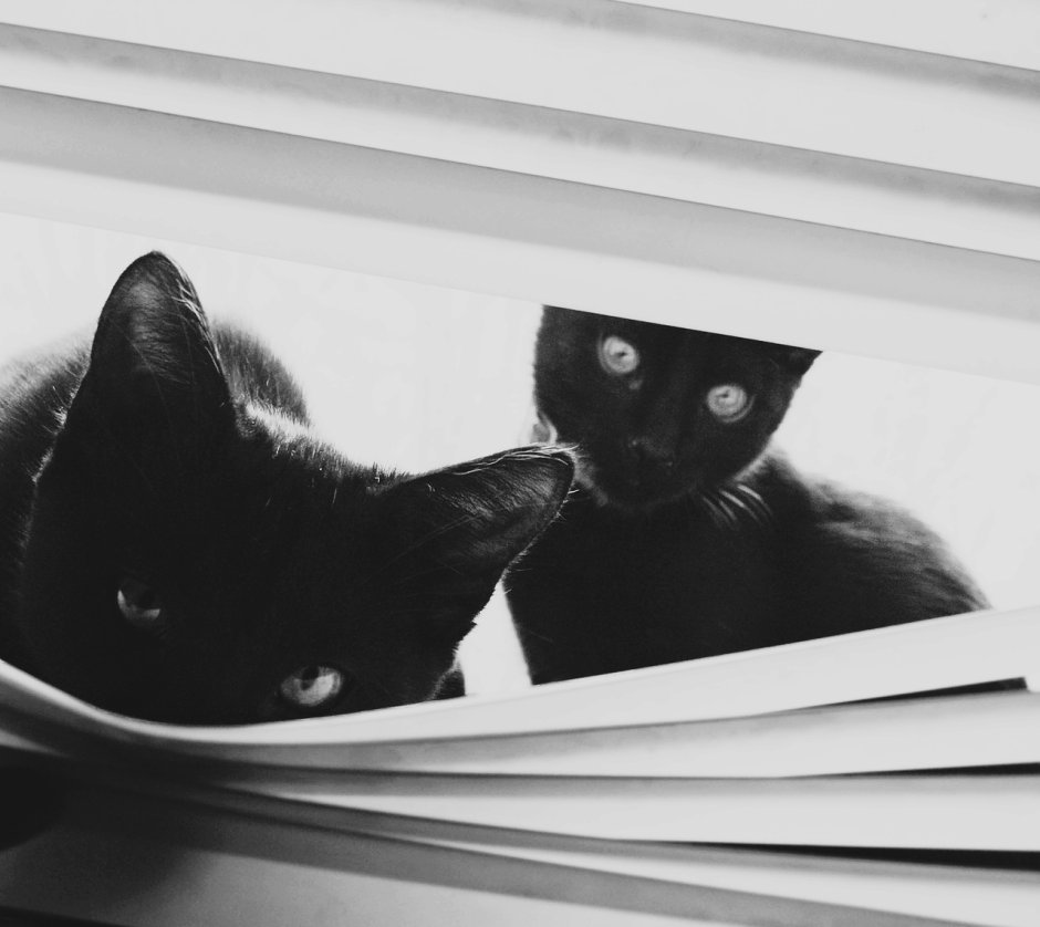Угарные котята