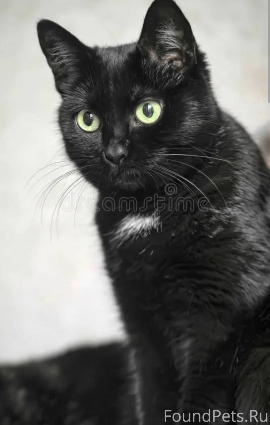 Три черных котенка