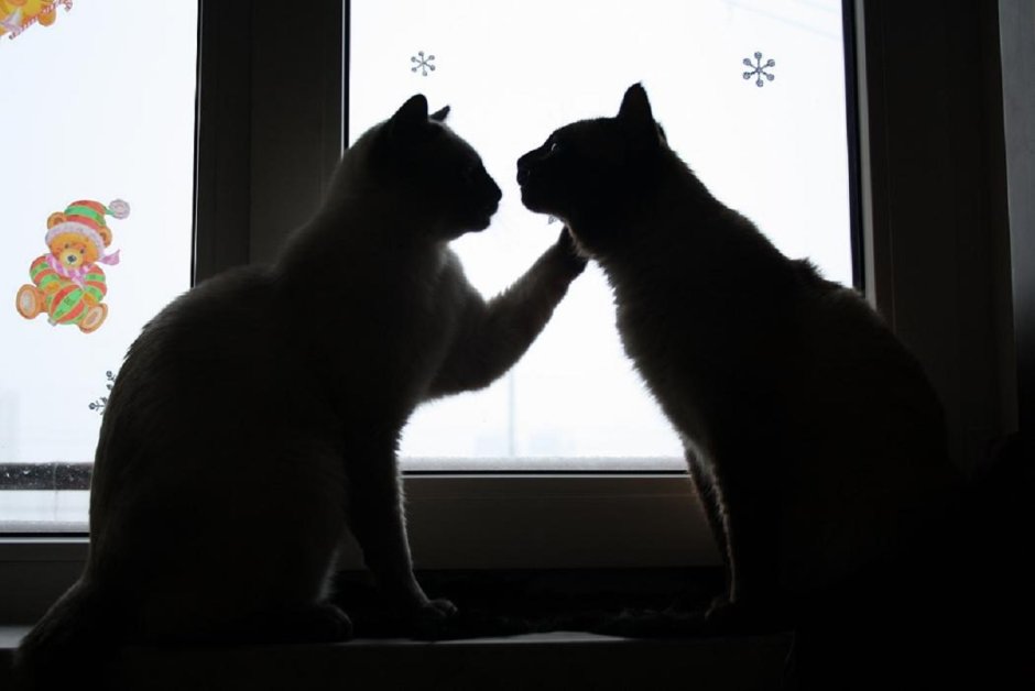 Деловой кот