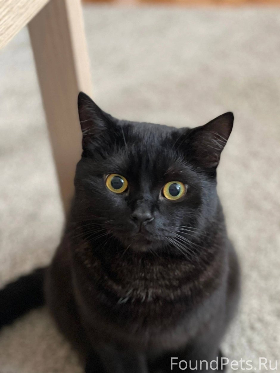 Чёрные коты Эстетика
