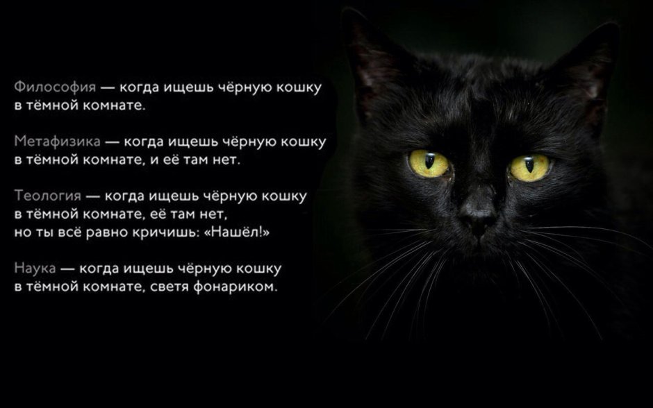 Чёрный кот канал