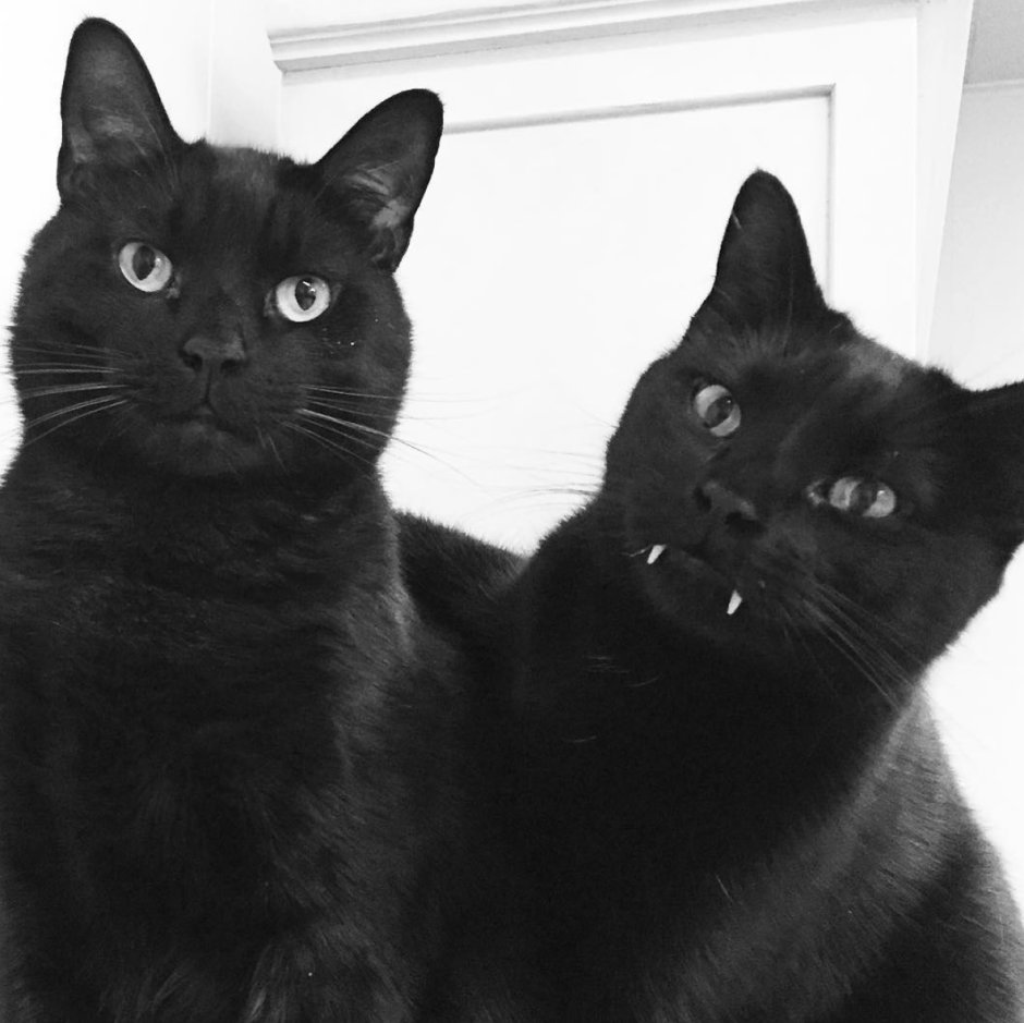 Котики арт
